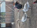 Toulouse Grijs gans, Dieren en Toebehoren, Pluimvee