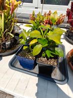 Sinaasappelboompjes appelsienen sinaasappel, Tuin en Terras, Ophalen of Verzenden