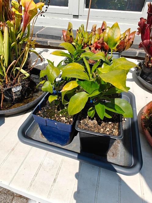 Sinaasappelboompjes appelsienen sinaasappel, Tuin en Terras, Planten | Tuinplanten, Ophalen of Verzenden