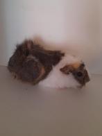 2 beertjes zoeken thuis, Juli, Mannelijk, Cavia