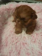 Shih Tzu, Dieren en Toebehoren, België, CDV (hondenziekte), 8 tot 15 weken, Meerdere