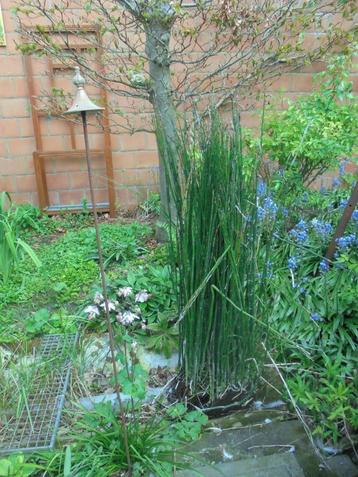 Groot stuk/kluit Chinees riet  hoogte 115cm