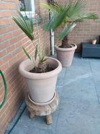 Palmboom met meerdere stammen + zuiderse pot, Jardin & Terrasse, Plantes | Arbres, Enlèvement, Palmier