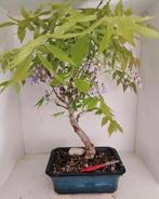 Wisteria Bonsai / Blauwe regen, Tuin en Terras, Ophalen