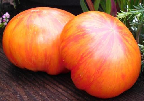 5 graines de tomate bicolore Lover's Lunch BIO, Jardin & Terrasse, Bulbes & Semences, Graine, Printemps, Envoi