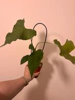 Anthurium balaonum, Huis en Inrichting, Kamerplanten, Ophalen of Verzenden