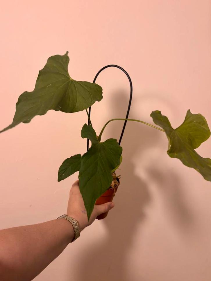 Anthurium balaonum, Huis en Inrichting, Kamerplanten, Ophalen of Verzenden