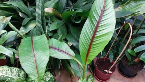 Musa Itinerans Forma India, Jardin & Terrasse, Plantes | Jardin, Enlèvement