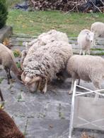 Mouton, Dieren en Toebehoren, Schaap