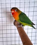 agapornis fischeri dwergpapegaai, Dieren en Toebehoren, Dwergpapegaai of Agapornis, Tam