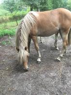 welsh pony platenbont en (haflinger gereserveerd), Dieren en Toebehoren, 0 tot 2 jaar, Hengst, Gechipt, B pony (1.17m tot 1.27m)