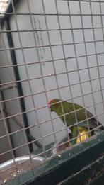 Kakariki, Dieren en Toebehoren, Vogels | Parkieten en Papegaaien, Meerdere dieren, Parkiet, Geringd