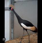 Gezocht: zwarte kroonkraanvogel MAN, Dieren en Toebehoren, Vogels | Overige Vogels, Mannelijk, Geringd