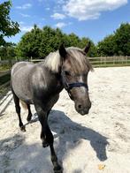 2j spring pony, Dieren en Toebehoren, Gechipt, Springpony, 0 tot 2 jaar, Hengst