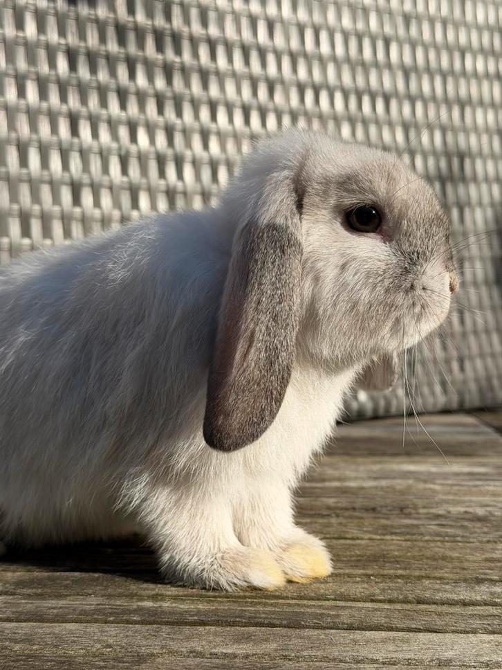 Minilop, Dieren en Toebehoren, Konijnen