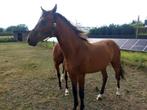 2jarige dressuuruin, Dieren en Toebehoren, Paarden, Gechipt, Ruin, Dressuurpaard, 0 tot 2 jaar