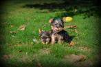 Yorkshire Terrier pups, Dieren en Toebehoren, Honden | Jack Russells en Terriërs, Yorkshire Terriër, België, Reu, CDV (hondenziekte)