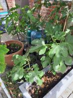 vijgenboompjes, Tuin en Terras, Ophalen
