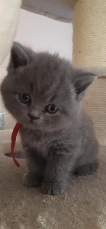 Brits korthaar kittens  stamboom  beschikbaar voor biedingen