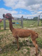 Mooie merrie met appaloosa bloed, Dieren en Toebehoren