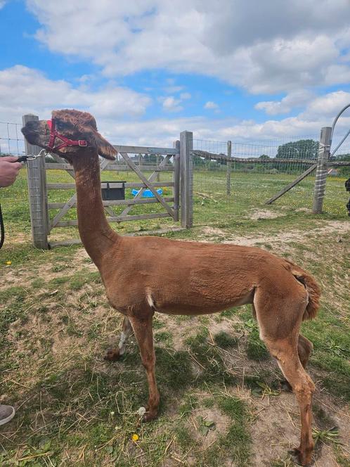 Mooie merrie met appaloosa bloed, Dieren en Toebehoren, Overige Dieren