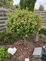 laurustinus, Tuin en Terras, Planten | Bomen, Ophalen, Winter, Bolboom, 100 tot 250 cm