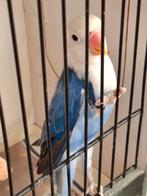 Fischerie, Dieren en Toebehoren, Geslacht onbekend, Dwergpapegaai of Agapornis, Geringd