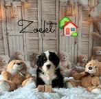Berner sennen pups, Dieren en Toebehoren, Honden | Retrievers, Spaniëls en Waterhonden, België, Reu, 8 tot 15 weken, CDV (hondenziekte)