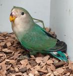 Onafscheidelijk aqua, Meerdere dieren, Dwergpapegaai of Agapornis, Geringd