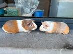 Jonge cavia’s, Dieren en Toebehoren, Cavia, Mannelijk, Tam, Oktober