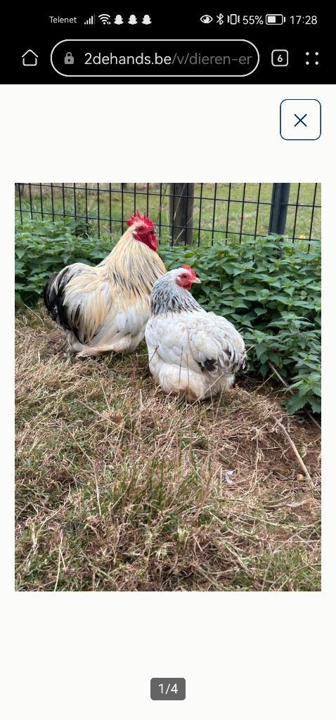 Kuikens cochin kriel, Dieren en Toebehoren, Pluimvee, Kip, Geslacht onbekend