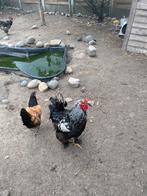 Brahma hanen, Dieren en Toebehoren, Pluimvee