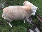 Mooie Texel ooi, Dieren en Toebehoren, Schaap, 0 tot 2 jaar