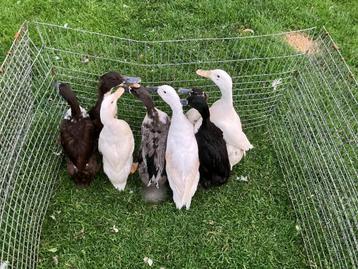 femelles de canards qui courent, Femelle, Canard