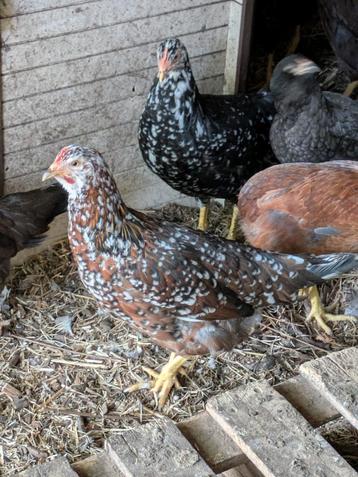 Leghorn patrijs en driekleurig  beschikbaar voor biedingen