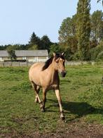 Fjord x Spaanse Merrie 3jaar, Dieren en Toebehoren, Paarden, Merrie