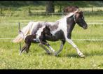 Merrie, STER, kampioen, NMPRS, minipaard,miniatuurpaard,pony, Animaux & Accessoires, Poneys, Poney de récréation, Poney A (jusqu'à 1.17 m)