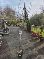 Amandelboom, Ophalen