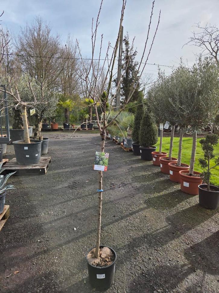 Amandelboom, Tuin en Terras, Planten | Fruitbomen, Ophalen