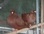 Kleurpostduiven carneau, Dieren en Toebehoren, Meerdere dieren