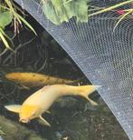 Koi Platinum ogon 80cm , weg wegens stopzetting hobby, Dieren en Toebehoren