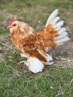 Ukkels baardkriel - haantje okerwitporselein, Dieren en Toebehoren, Pluimvee, Mannelijk, Kip