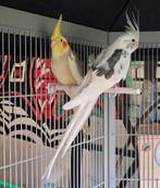 Koppel valkparkieten, Bagué