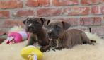 Amerikaanse Stafford pups, Dieren en Toebehoren, Honden | Jack Russells en Terriërs, België, CDV (hondenziekte), 8 tot 15 weken