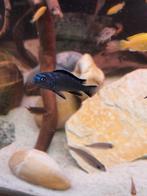 Pseusotropheus elongatus neon spot nestje, Vis, Zoetwatervis