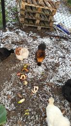 Zijdehoenders haan, Dieren en Toebehoren, Pluimvee, Mannelijk, Kip