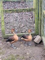 Koppel boomeenden fluiteenden, Dieren en Toebehoren, Meerdere dieren, Eend