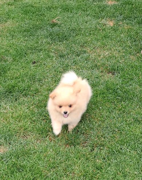 Dwergkeesjes, Dieren en Toebehoren, Honden | Poolhonden, Keeshonden en Oertypen, Meerdere dieren, Keeshond, Fokker | Professioneel