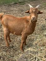 Camel bokje, Dieren en Toebehoren, Schapen, Geiten en Varkens, Mannelijk, Geit
