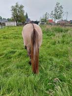 Prachtige jonge Highland pony merrie, Onbeleerd, Merrie, Gechipt, 3 tot 6 jaar